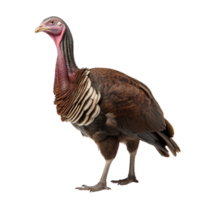 AI generated Turkey clip art png