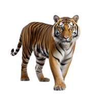 AI generated Tiger clip art png