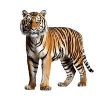 AI generated Tiger clip art png