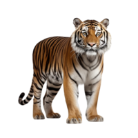 AI generated Tiger clip art png