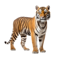 AI generated Tiger clip art png