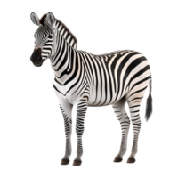 AI generated Zebra clip art png