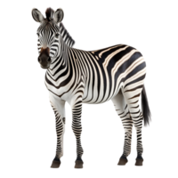 ai generato zebra clip arte png
