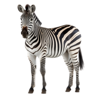 AI generated Zebra clip art png