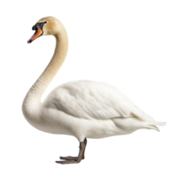 AI generated Swan clip art png