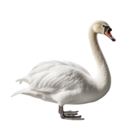 AI generated Swan clip art png