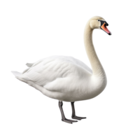 AI generated Swan clip art png