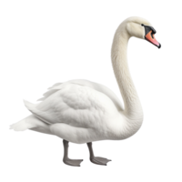 AI generated Swan clip art png