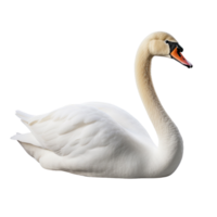 AI generated Swan clip art png