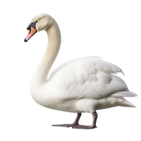 ai généré cygne agrafe art png