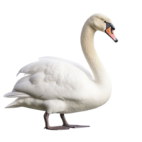 ai generado cisne acortar Arte png