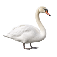 ai generado cisne acortar Arte png