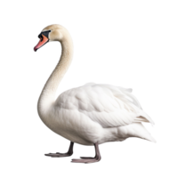 ai généré cygne agrafe art png