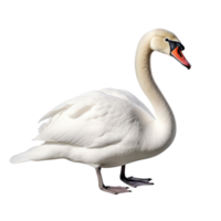 ai generado cisne acortar Arte png