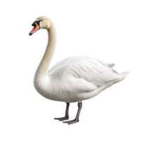 AI generated Swan clip art png