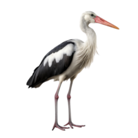 ai généré cigogne agrafe art png