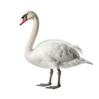 ai generado cisne acortar Arte png