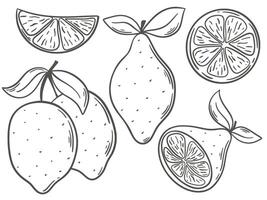 limones mano grabado conjunto vector gráficos