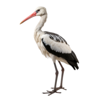 ai généré cigogne agrafe art png