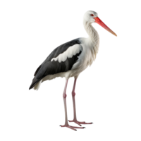 AI generated Stork clip art png