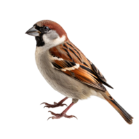 AI generated Sparrow clip art png