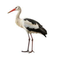 ai généré cigogne agrafe art png