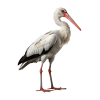 ai genererad stork klämma konst png