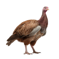 AI generated Turkey clip art png