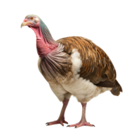 AI generated Turkey clip art png