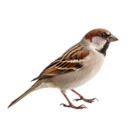 ai generiert Spatz Clip Kunst png