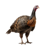 AI generated Turkey clip art png