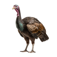 AI generated Turkey clip art png