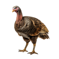 AI generated Turkey clip art png