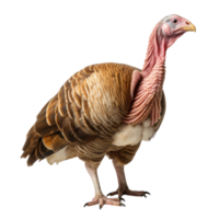 AI generated Turkey clip art png