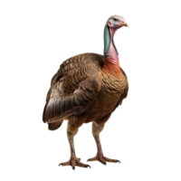 AI generated Turkey clip art png