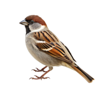 AI generated Sparrow clip art png