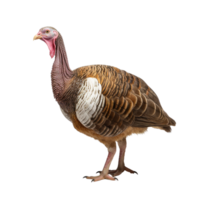 AI generated Turkey clip art png