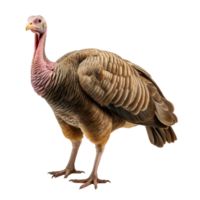 AI generated Turkey clip art png