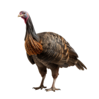 AI generated Turkey clip art png