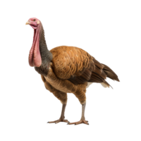 AI generated Turkey clip art png