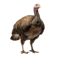 AI generated Turkey clip art png