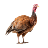 AI generated Turkey clip art png