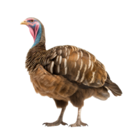 AI generated Turkey clip art png