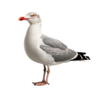 AI generated Seagull clip art png