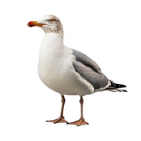 ai generado Gaviota acortar Arte png