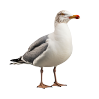 AI generated Seagull clip art png