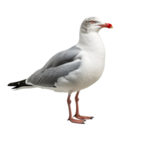 ai generado Gaviota acortar Arte png