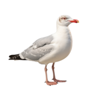 AI generated Seagull clip art png
