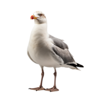 AI generated Seagull clip art png