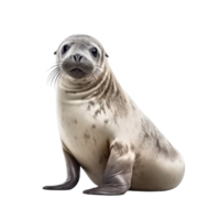 AI generated Seal clip art png